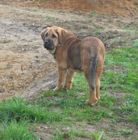 Publication : de la bande à Gro Auteur : CQuemener