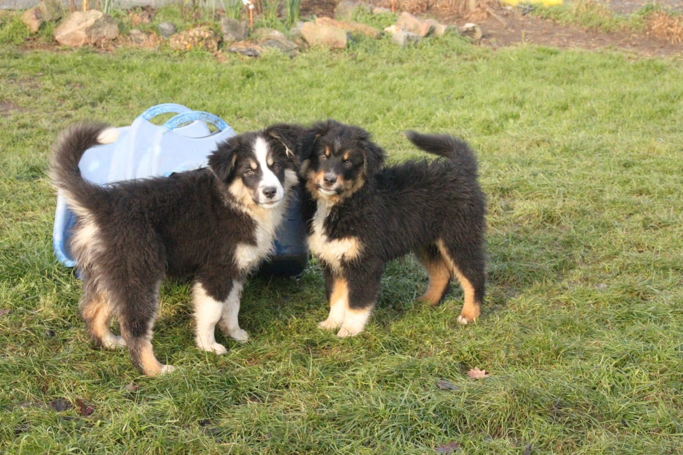 Berger Américain Miniature  - de la bande à Gro