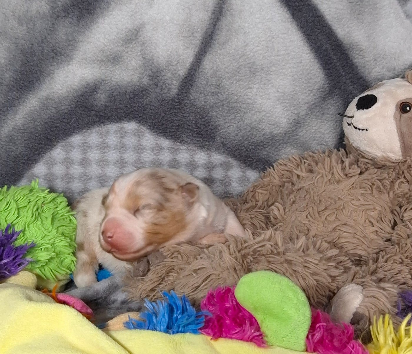 CHIOT 1 - Berger Américain Miniature 