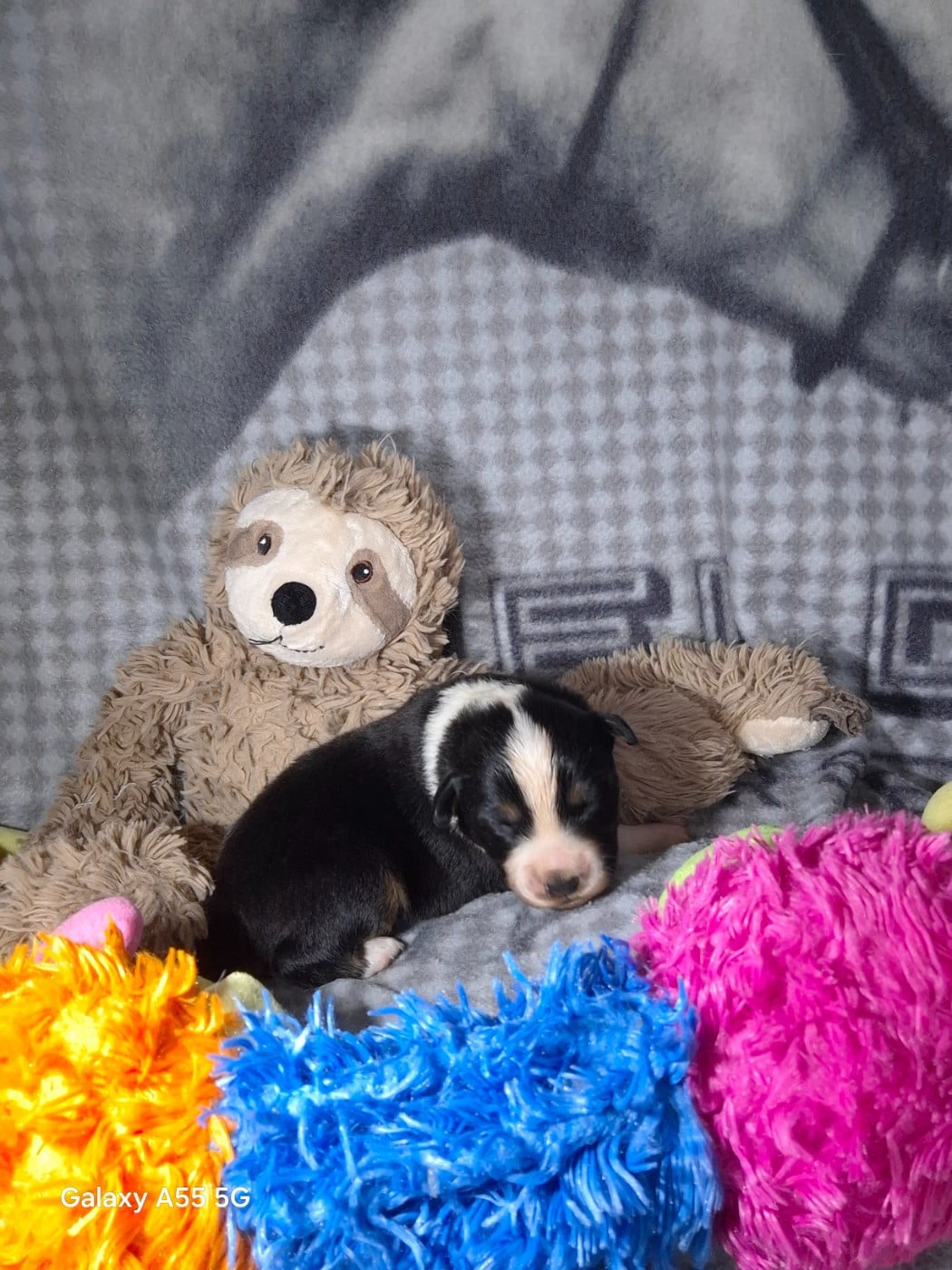 CHIOT 5 - Berger Américain Miniature 