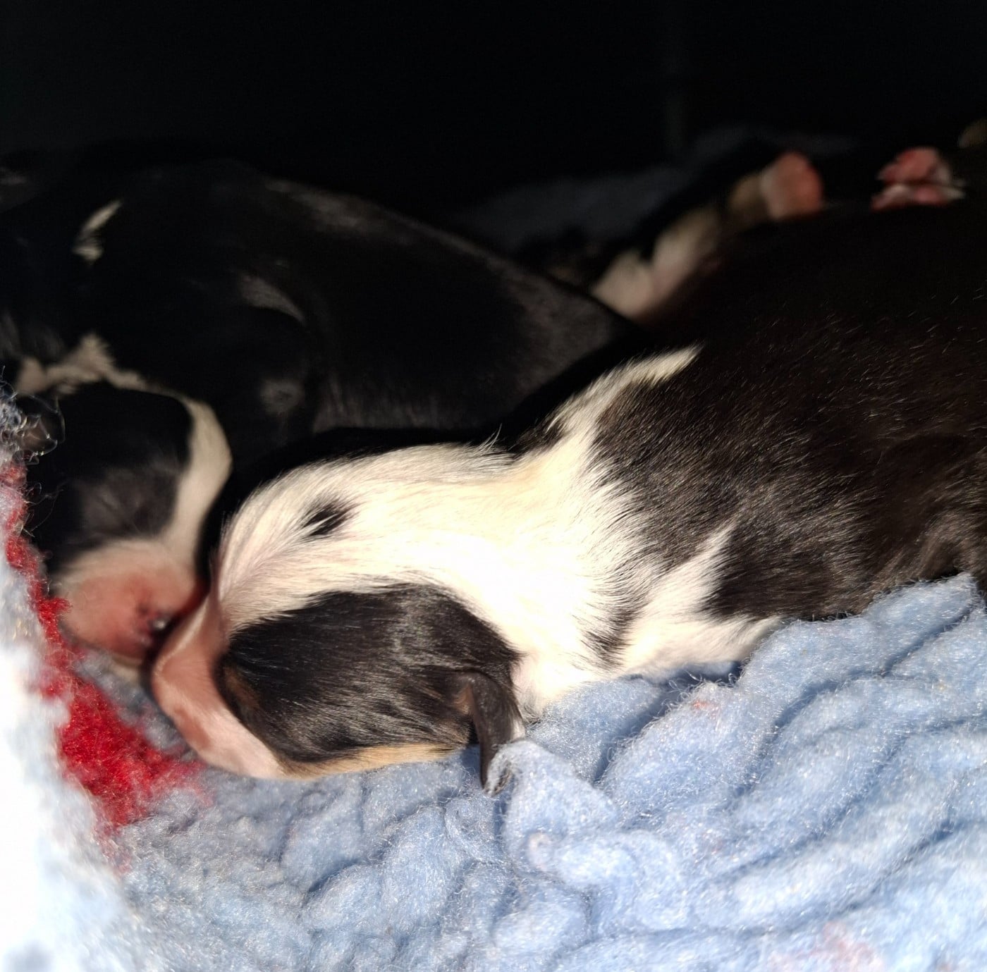 CHIOT 4 - Berger Américain Miniature 