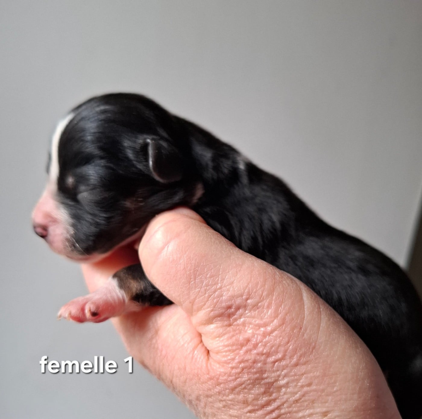 CHIOT 1 - Berger Américain Miniature 