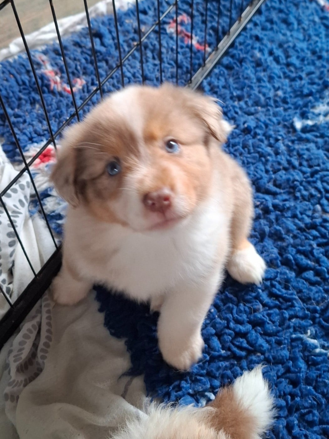 CHIOT 2 - Berger Américain Miniature 