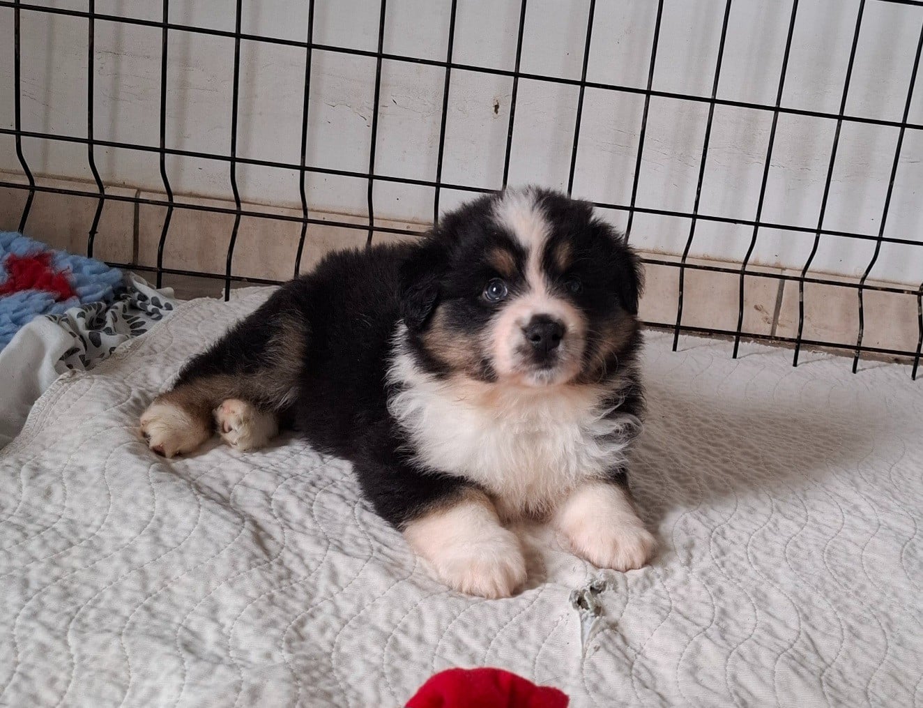 CHIOT 4 - Berger Américain Miniature 