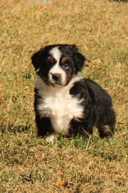 CHIOT 1 - Berger Américain Miniature