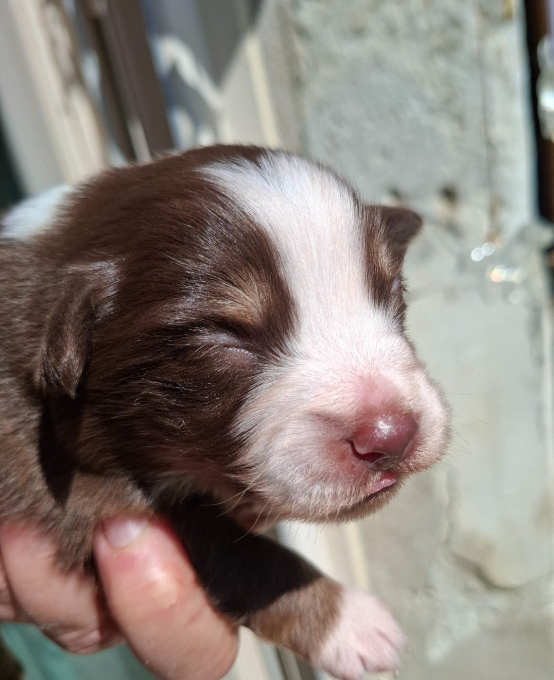 CHIOT 4 - Berger Américain Miniature