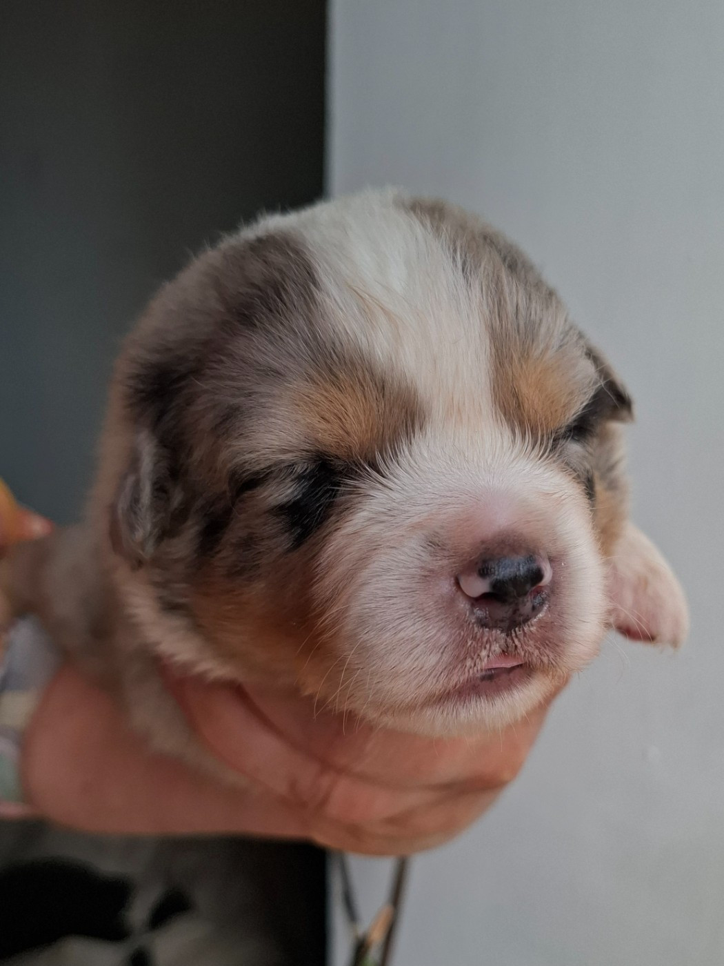 CHIOT 3