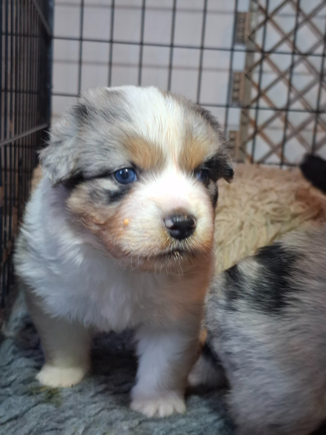 CHIOT 3