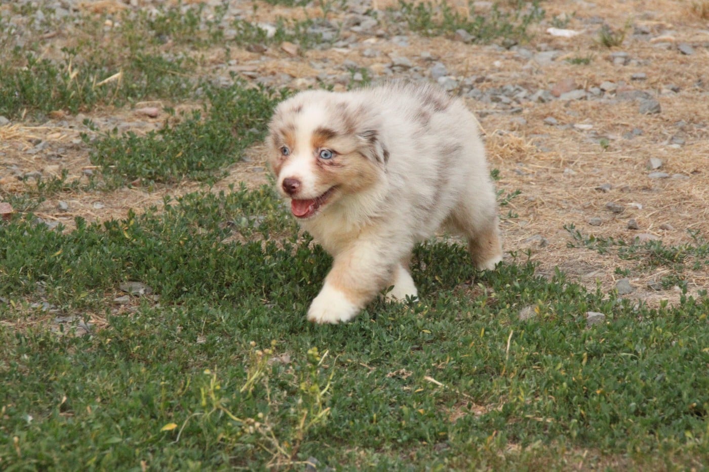 CHIOT 2