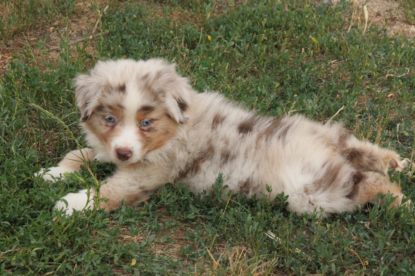 CHIOT 2