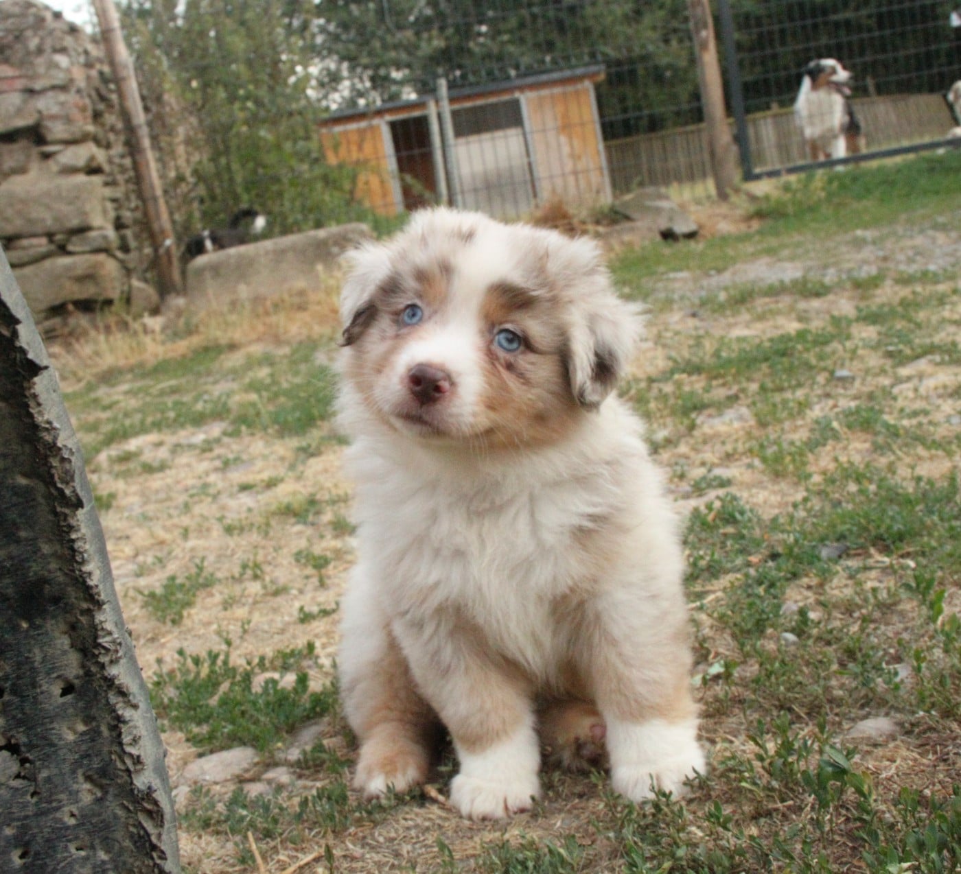 CHIOT 2