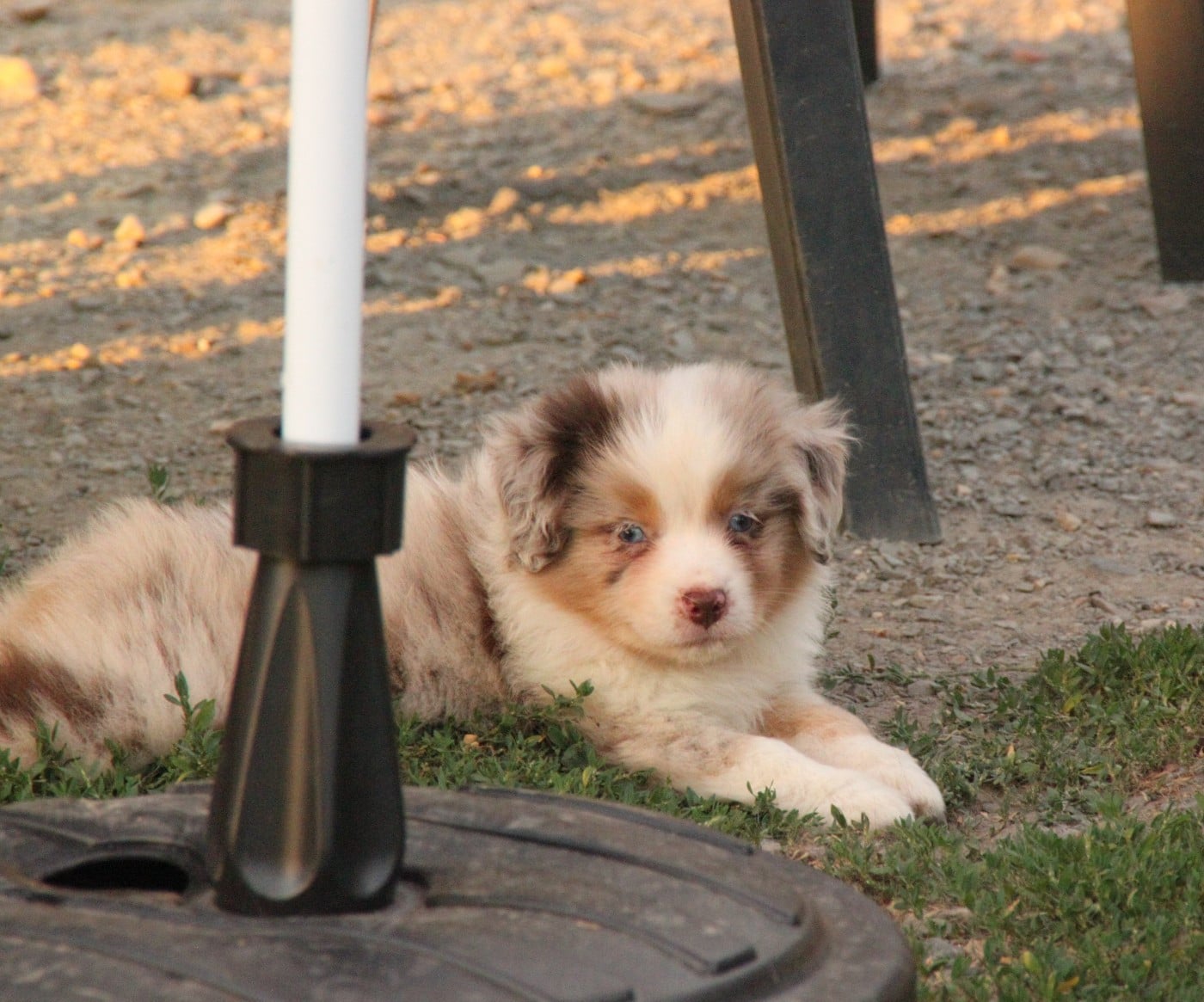 CHIOT 3