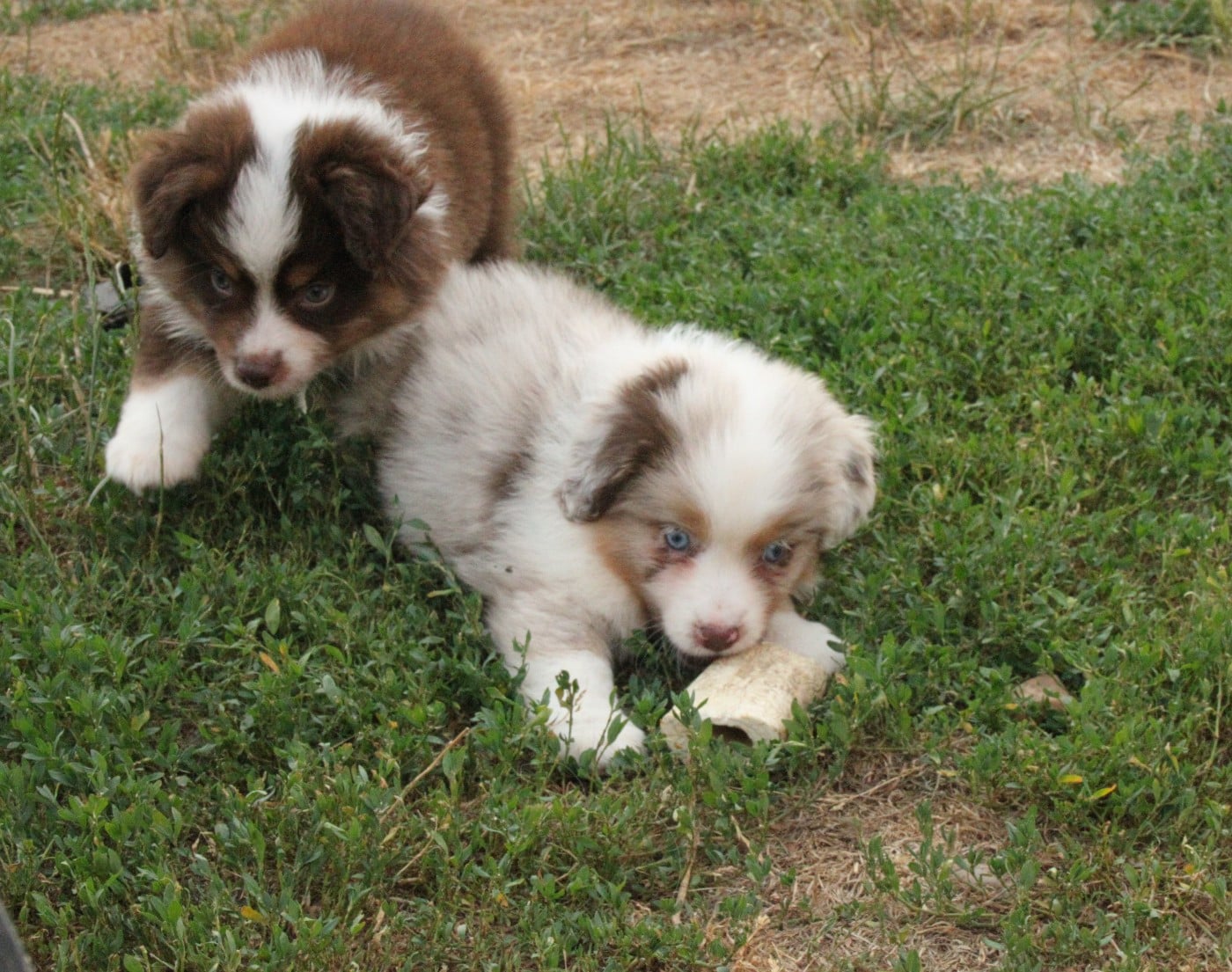 CHIOT 3