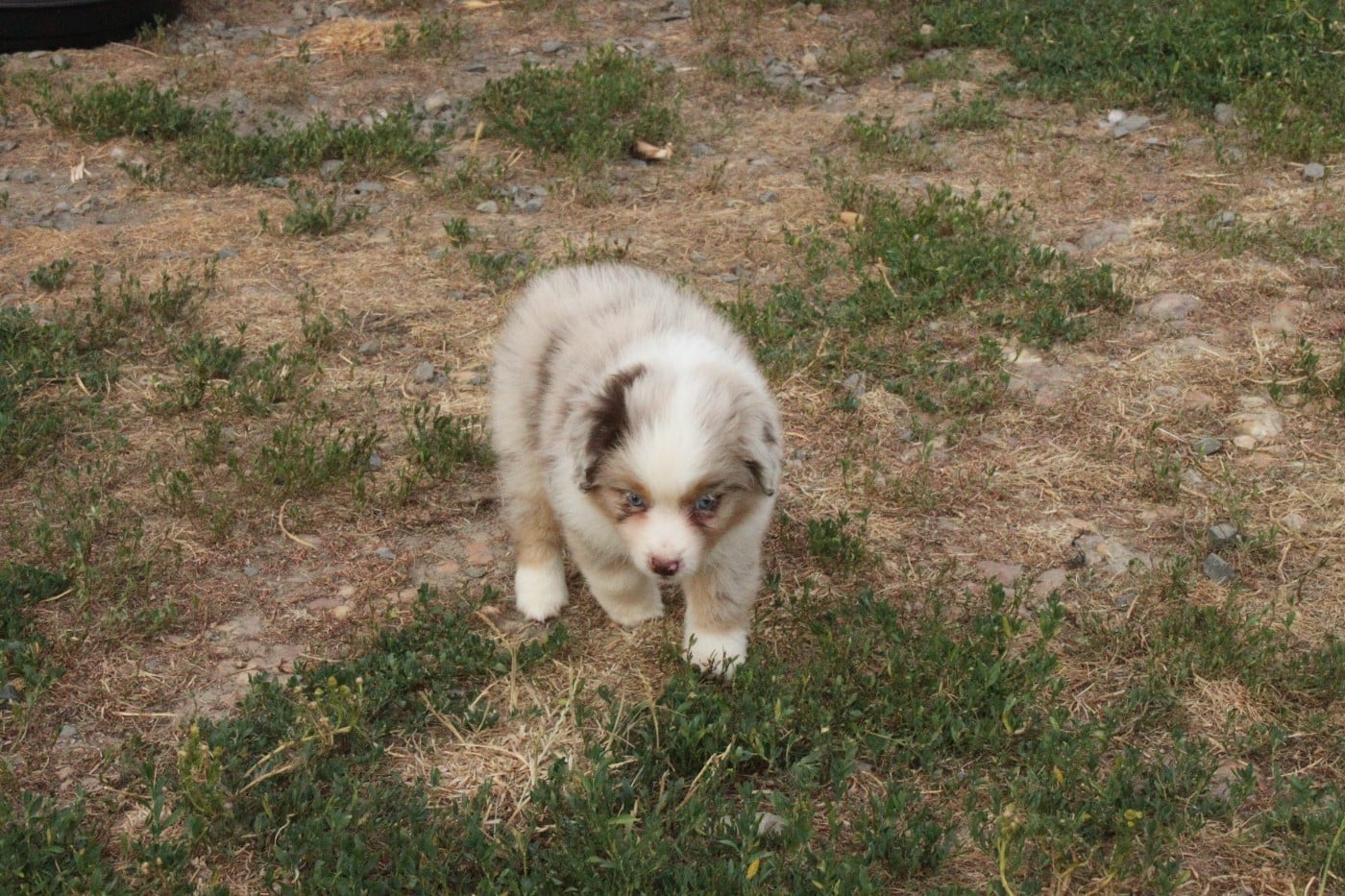 CHIOT 3
