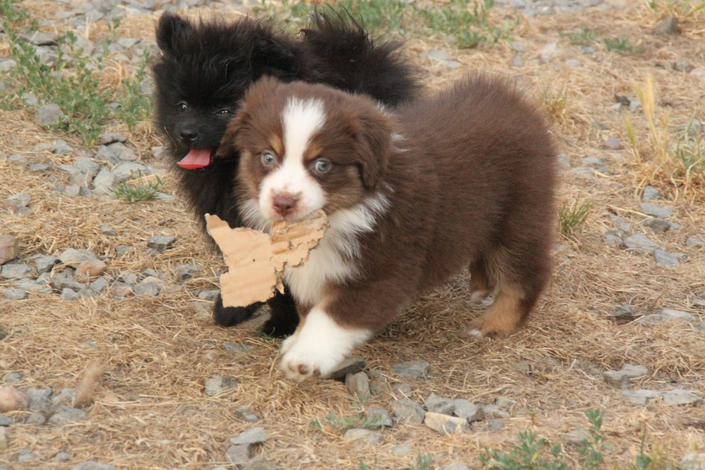 CHIOT 4 - Berger Américain Miniature