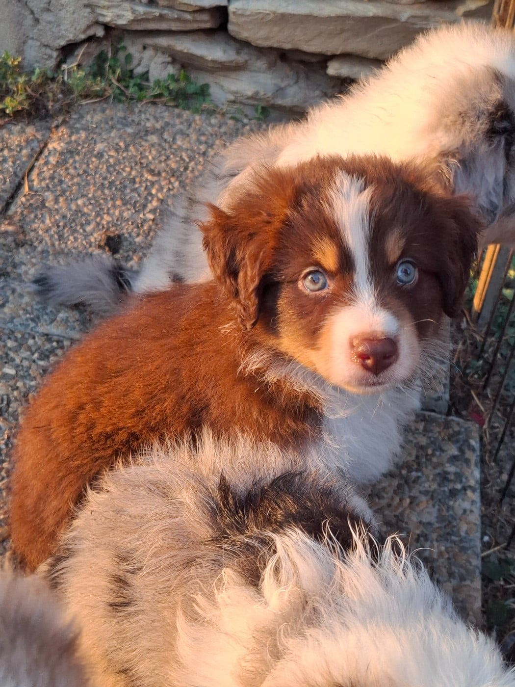 CHIOT 5