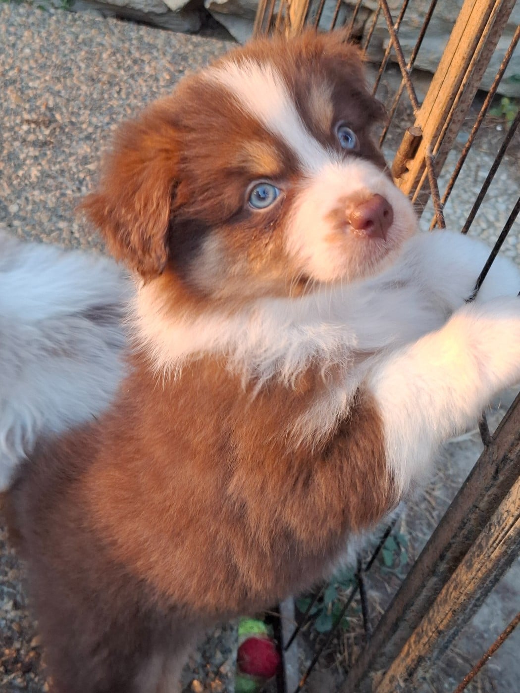 CHIOT 5