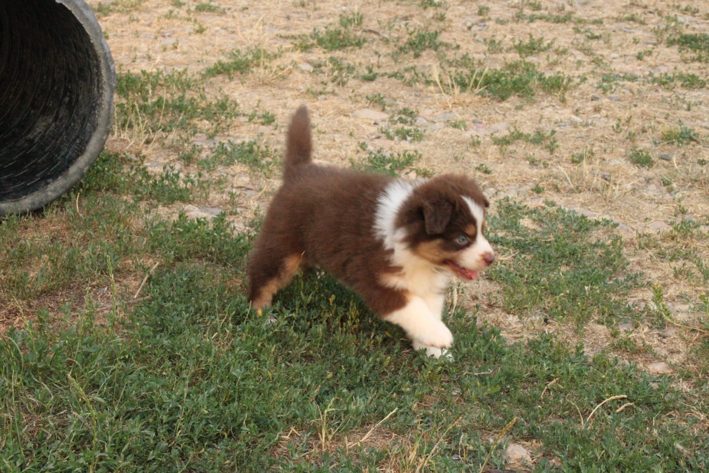 CHIOT 5