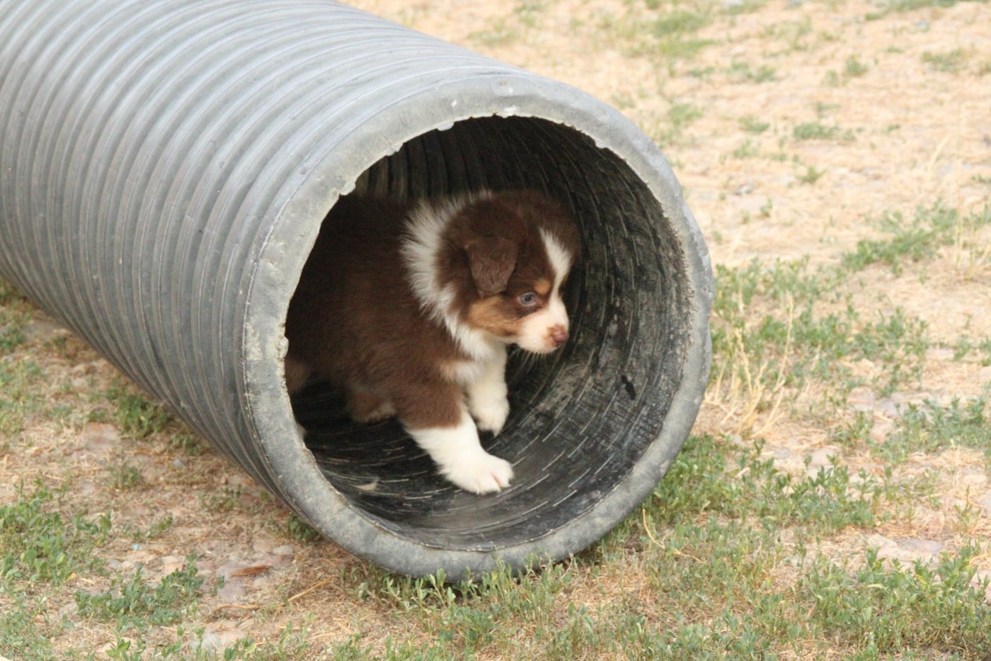 CHIOT 5