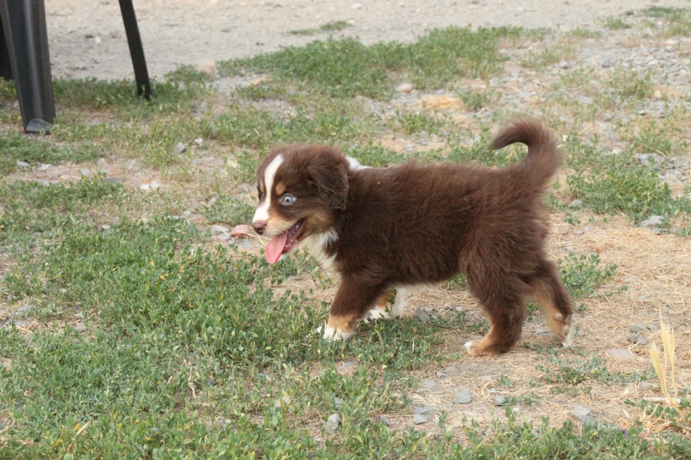 CHIOT 6