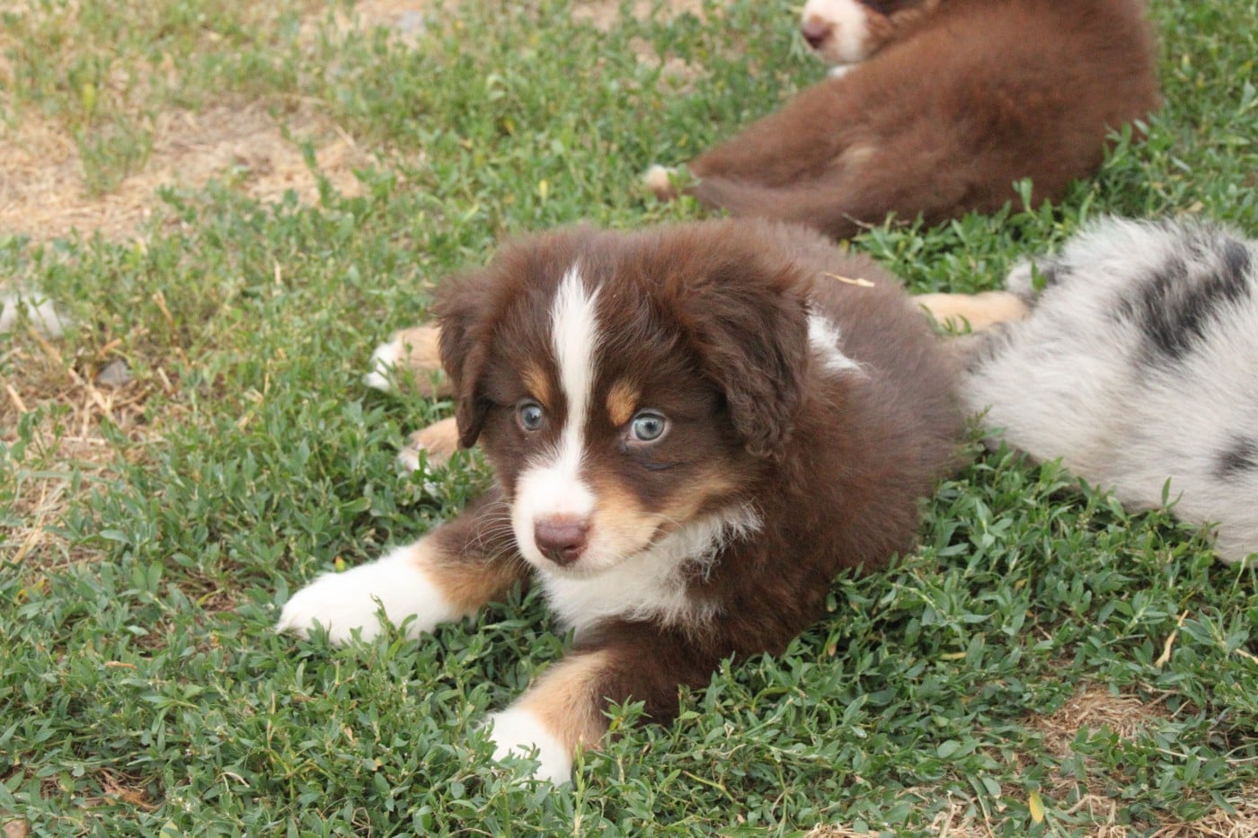 CHIOT 6