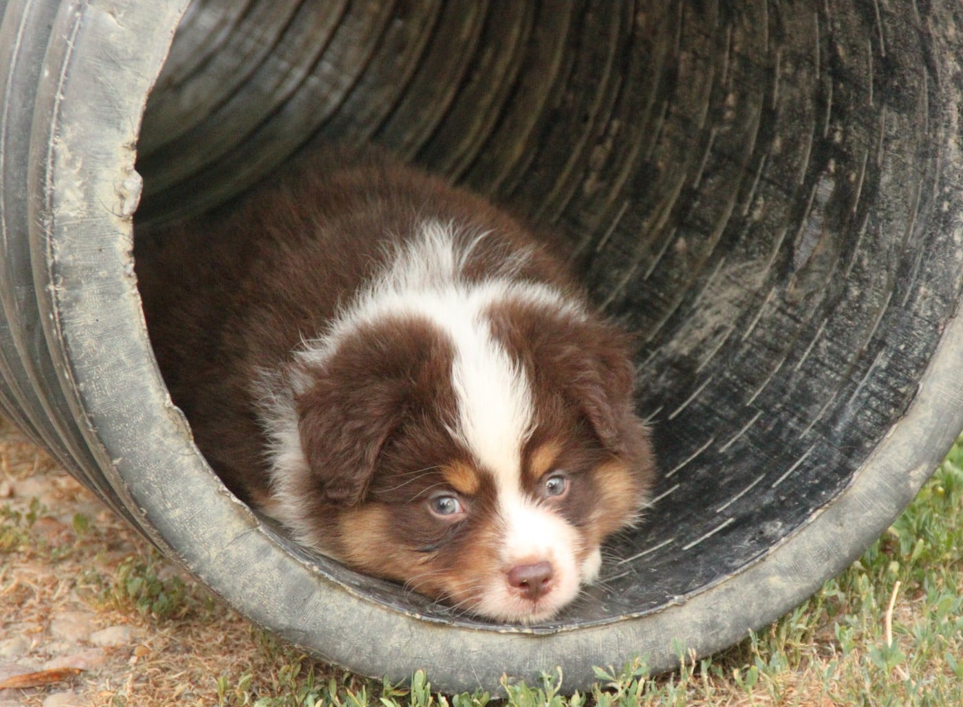 CHIOT 1