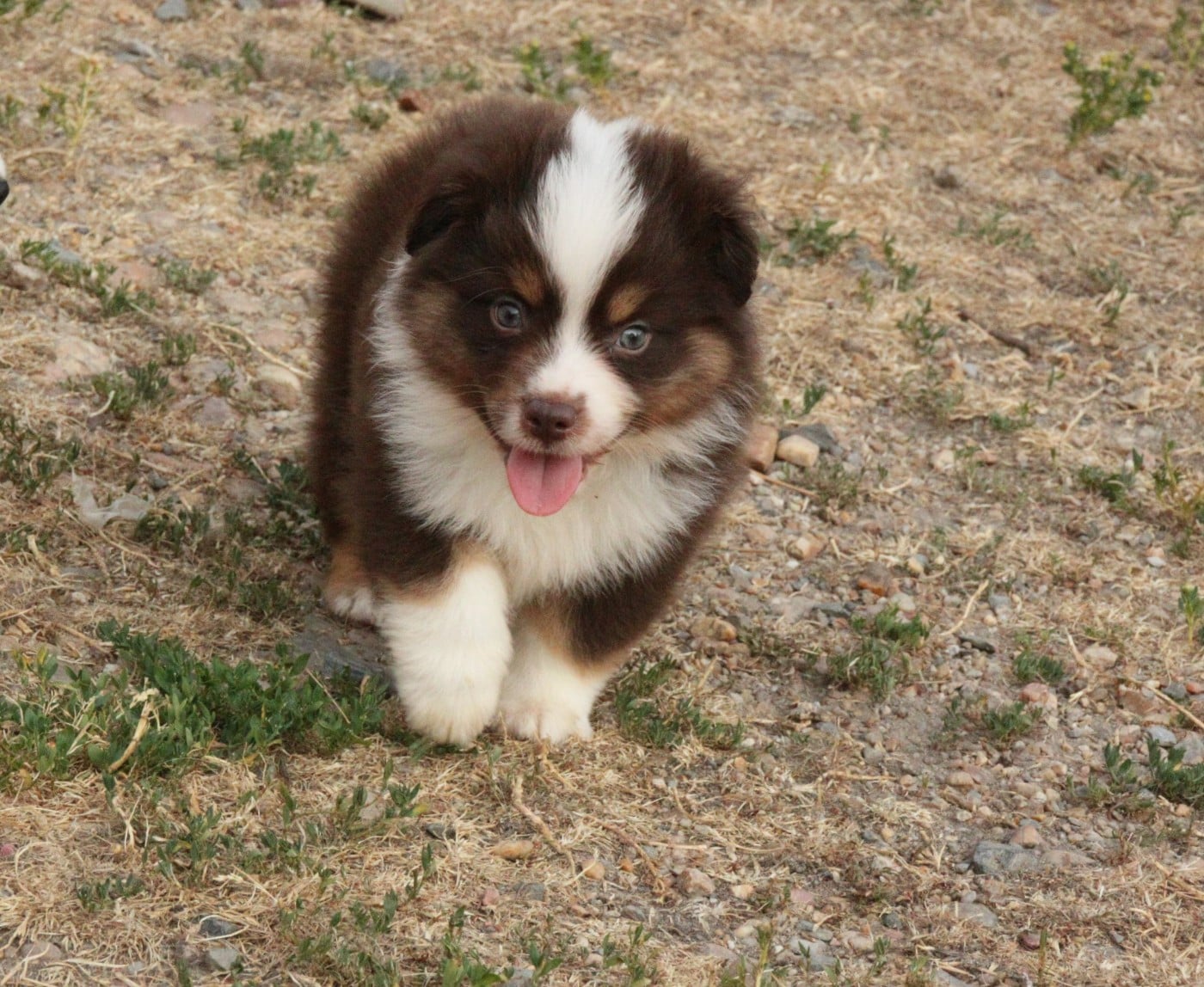 CHIOT 1
