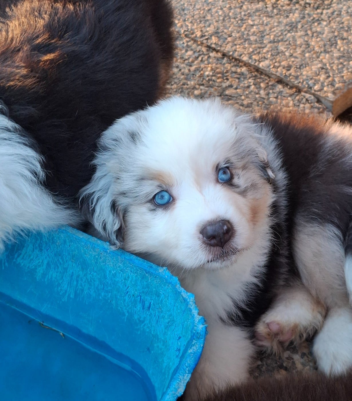 CHIOT 5