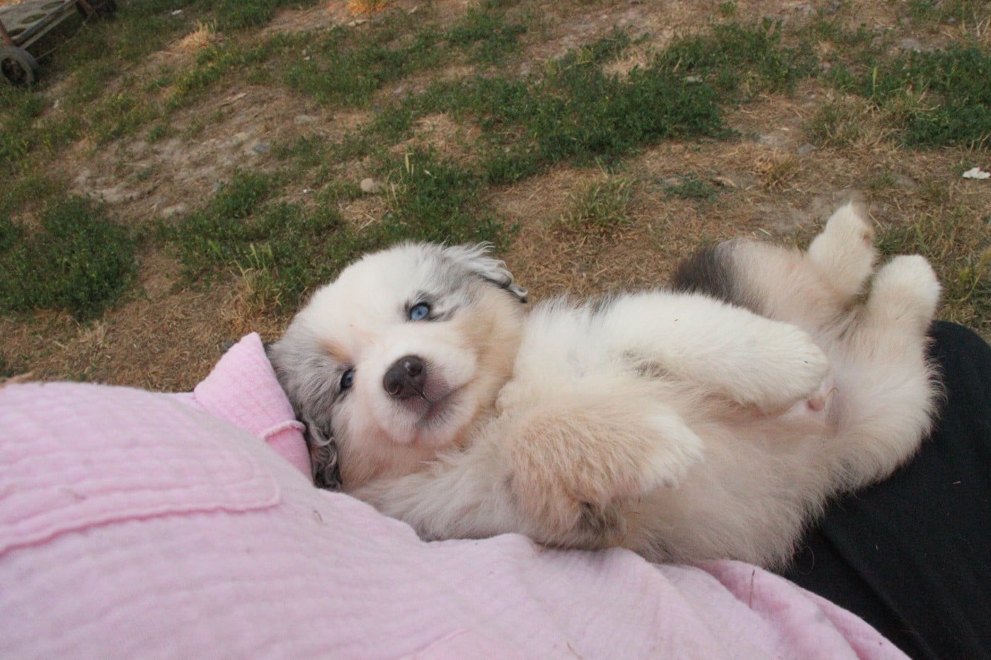 CHIOT 5