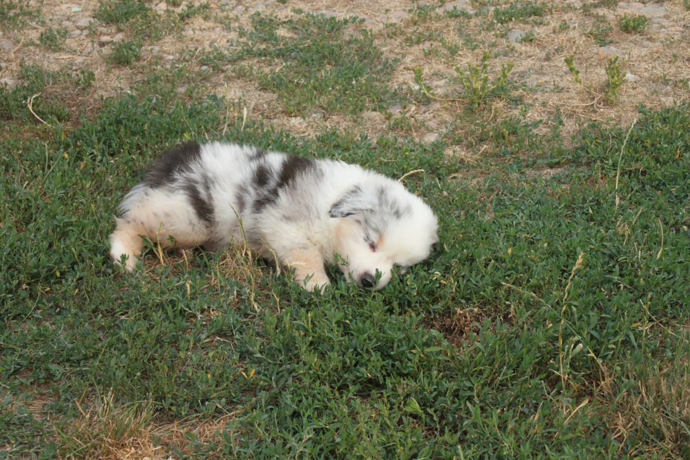 CHIOT 5