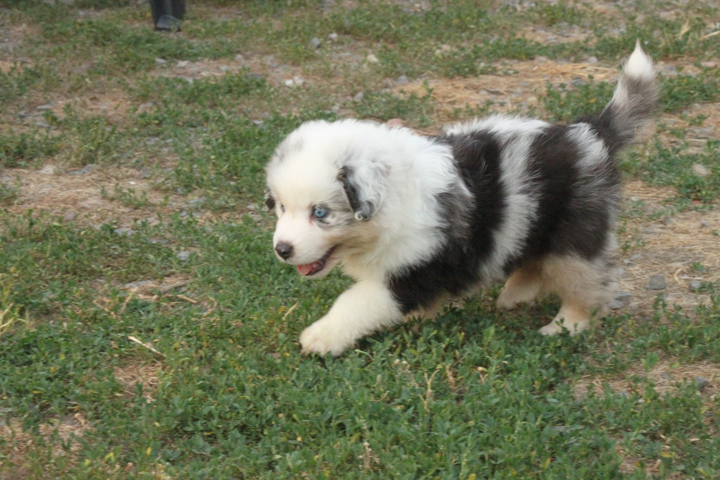 CHIOT 5