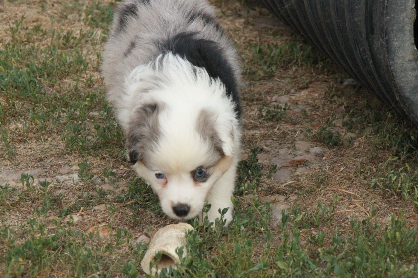 CHIOT 4