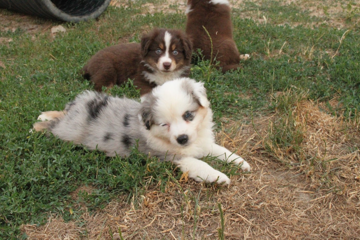 CHIOT 4
