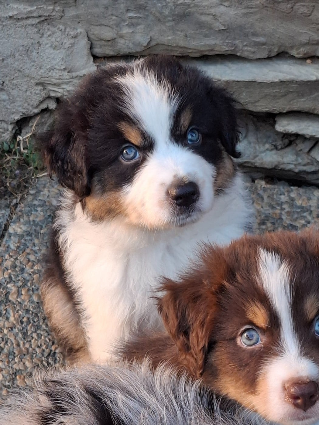 CHIOT 2