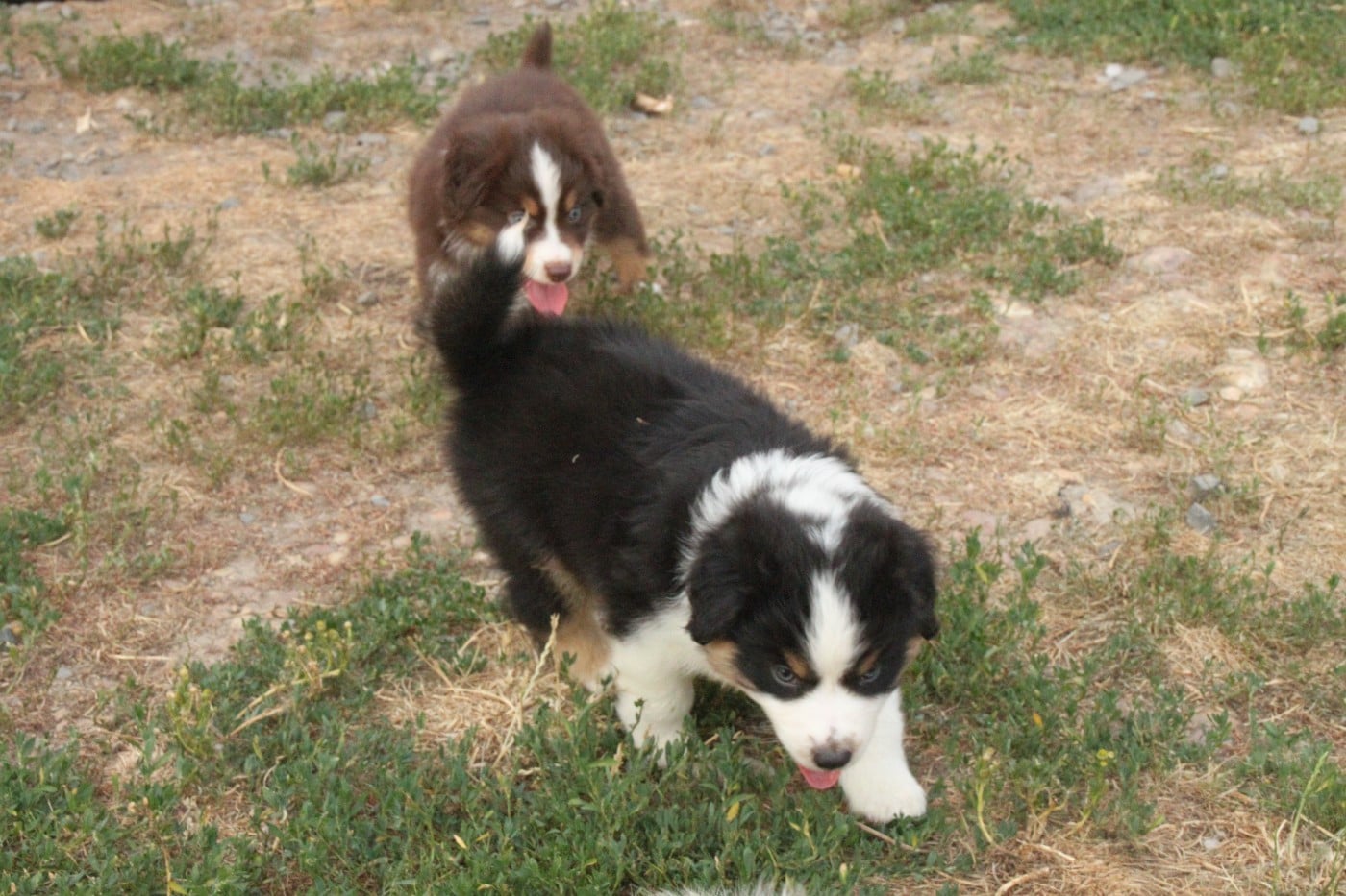 CHIOT 2