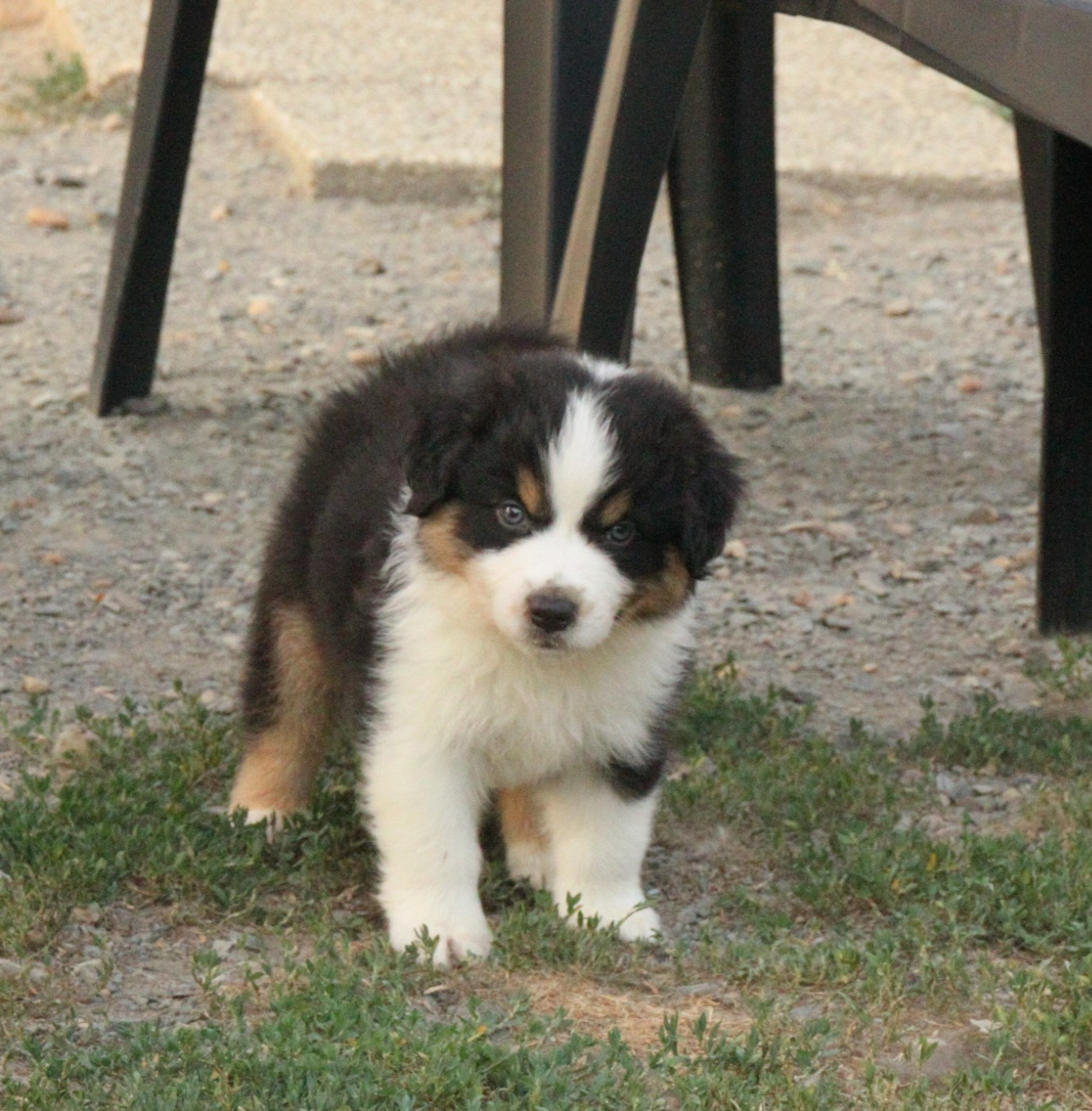 CHIOT 2