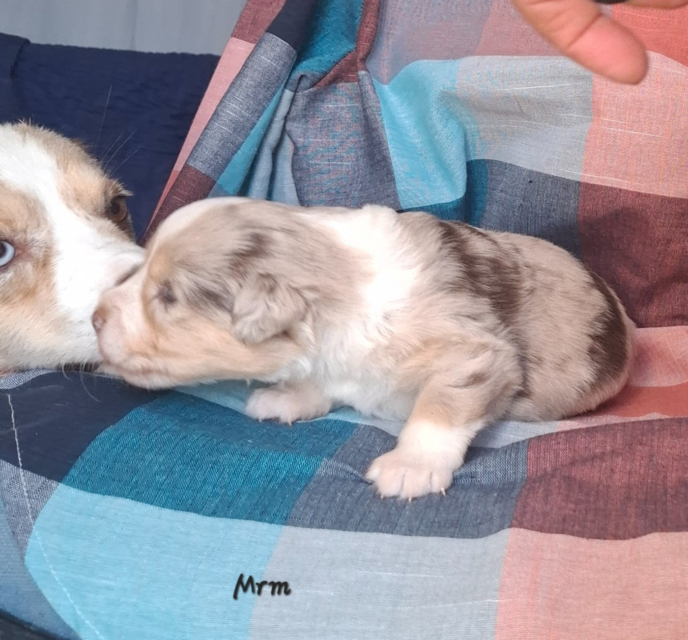 Chiot N°2