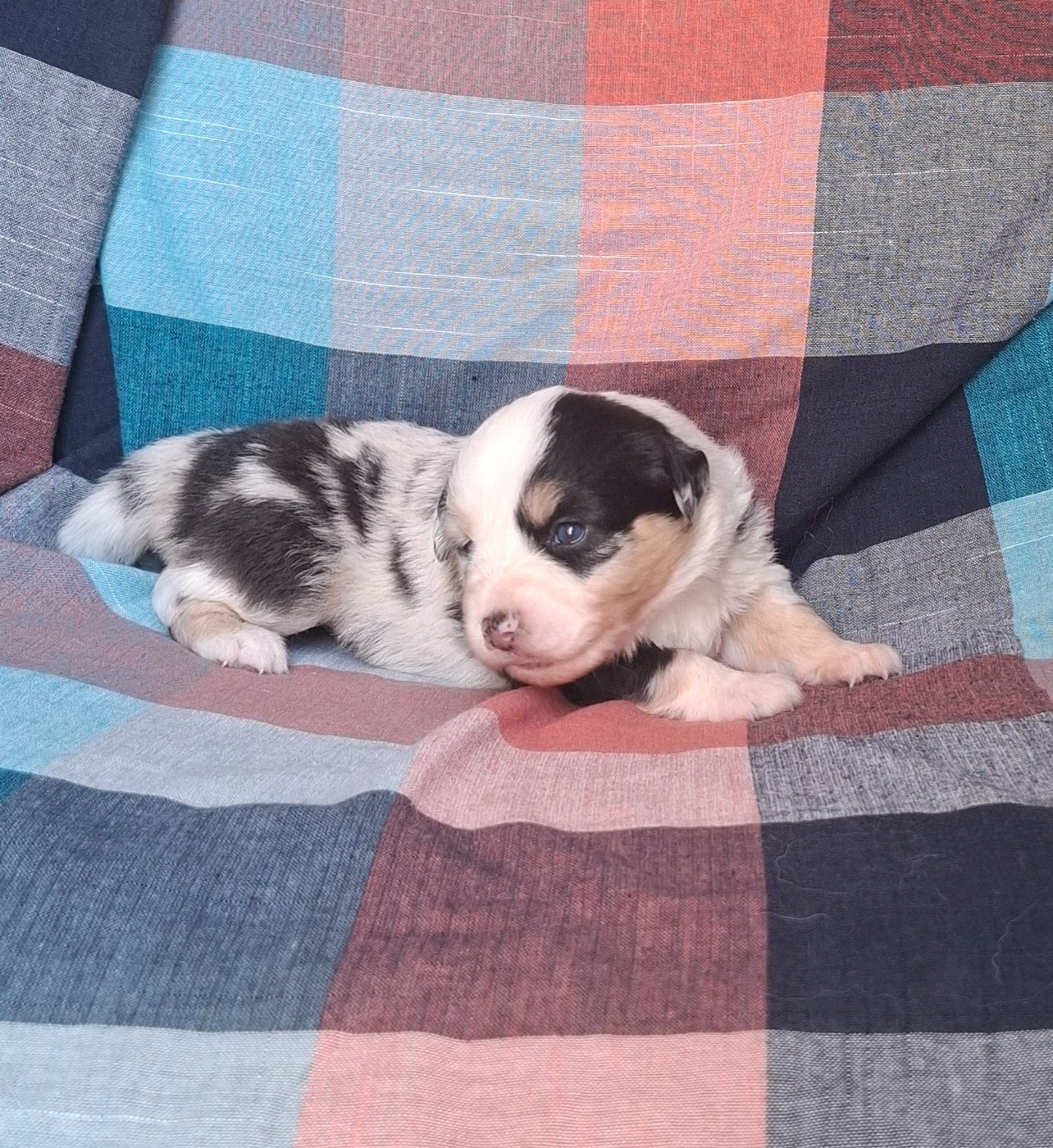 Chiot N°4