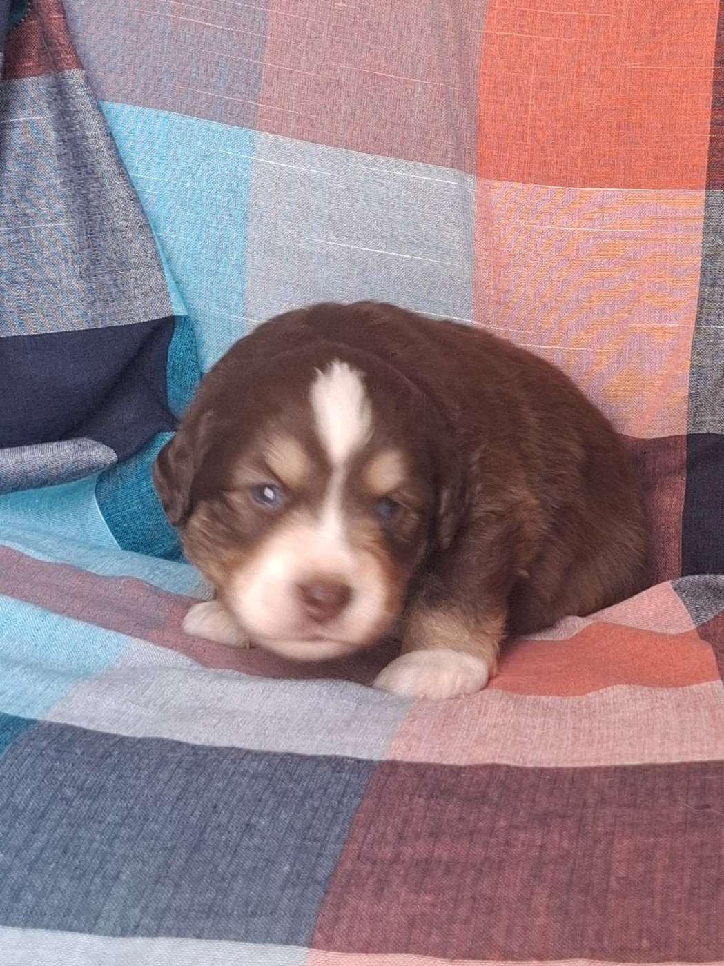 Chiot N°3