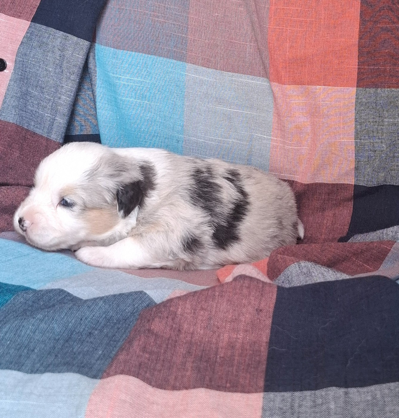 Chiot N°1