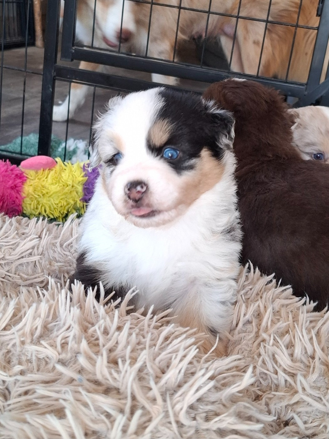 Chiot N°4