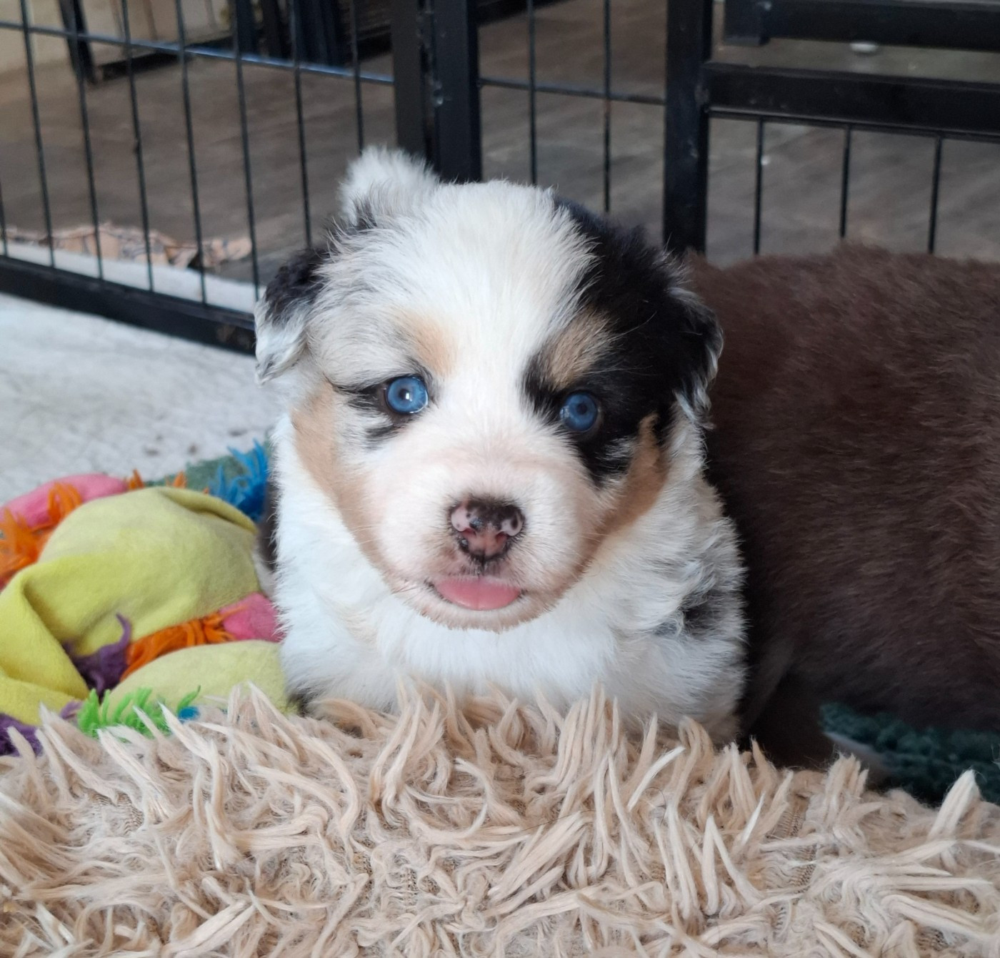 Chiot N°4