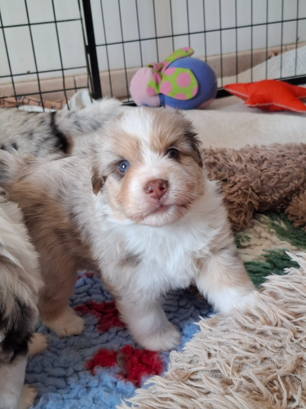 Chiot N°2