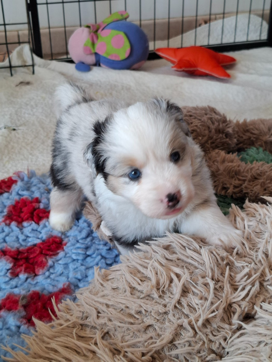 Chiot N°1