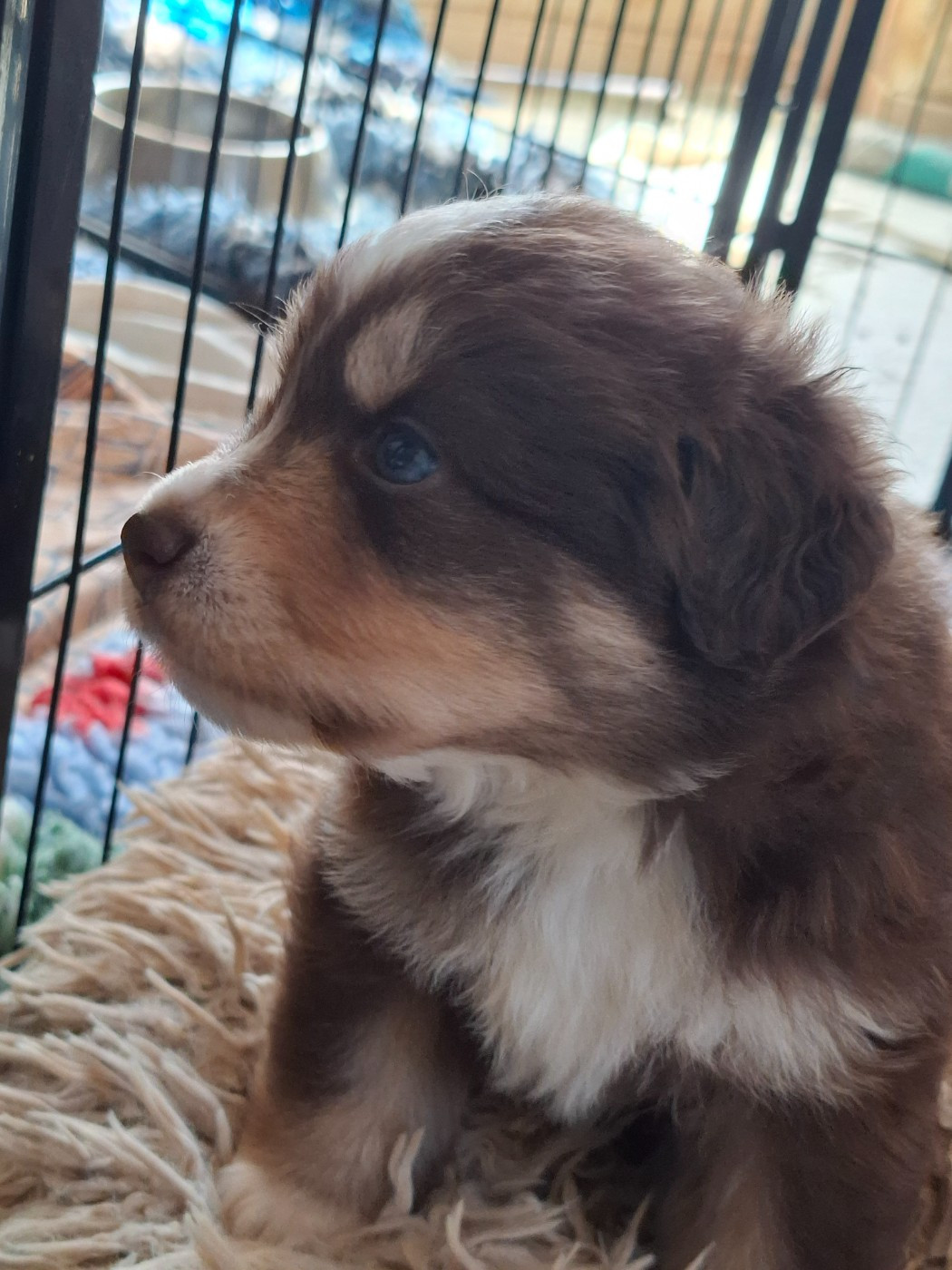 Chiot N°3