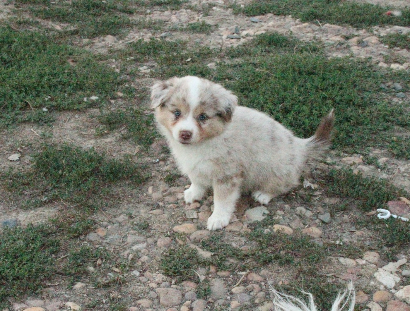Chiot N°6