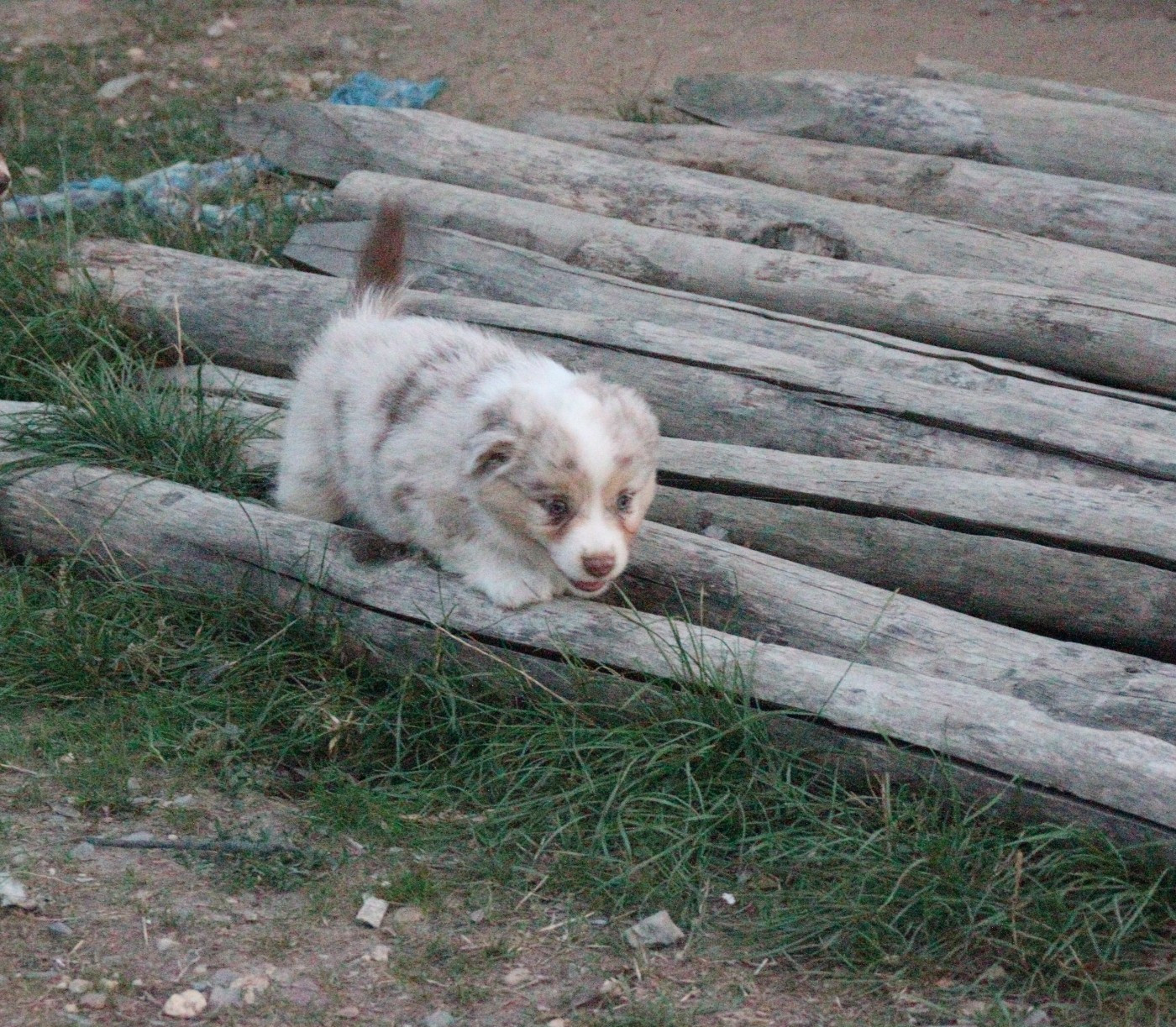 Chiot N°6