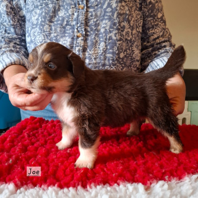 Les chiots de Berger Américain Miniature 