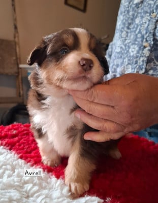 Les chiots de Berger Américain Miniature 