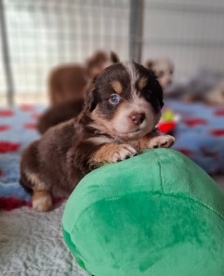 Les chiots de Berger Américain Miniature 